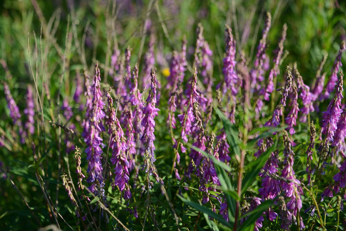 36B Wildflowers At The Arctic Chalet in Inuvik Northwest Territories